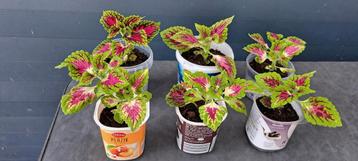 Kamerplant Coleus  met mooie, kleurrijke bladeren beschikbaar voor biedingen