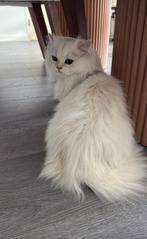 Ragdoll poes &britse lang haar