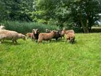 Ouessant ooilam bruin, Dieren en Toebehoren, Vrouwelijk, Schaap, 0 tot 2 jaar