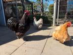 Orpingtons groot, Dieren en Toebehoren, Pluimvee, Meerdere dieren, Kip