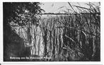 Rietkraag aan de Vinkeveense Plassen.   Vinkeveen, Ophalen of Verzenden, 1940 tot 1960, Ongelopen, Noord-Holland
