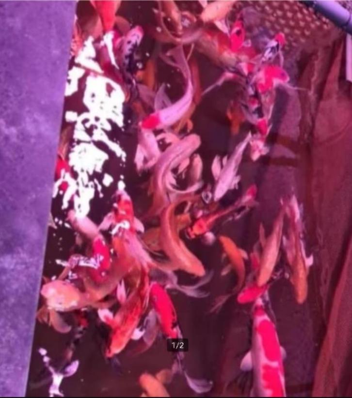 Import HQ Butterfly koi / Vlinderkoi 25 / 30 cm Koidreams, Dieren en Toebehoren, Vissen | Vijvervissen, Karper of Koi