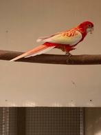 Rubino Rosella pop, Dieren en Toebehoren, Vrouwelijk, Parkiet, Geringd
