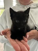 Lieve kitten te koop, Dieren en Toebehoren, Meerdere dieren