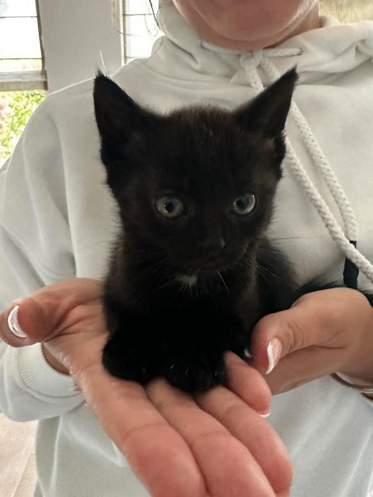 Lieve kitten te koop, Dieren en Toebehoren, Katten en Kittens | Overige Katten, Meerdere dieren