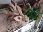 jonge konijnen, Meerdere dieren, 0 tot 2 jaar, Middelgroot