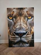 Schilderij van Leeuw portret op plexiglas 60x90 cm, Ophalen of Verzenden, Zo goed als nieuw, Schilderij, 75 cm of meer