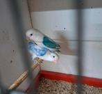 Tk bewezen koppel fischeries, Meerdere dieren, Dwergpapegaai of Agapornis