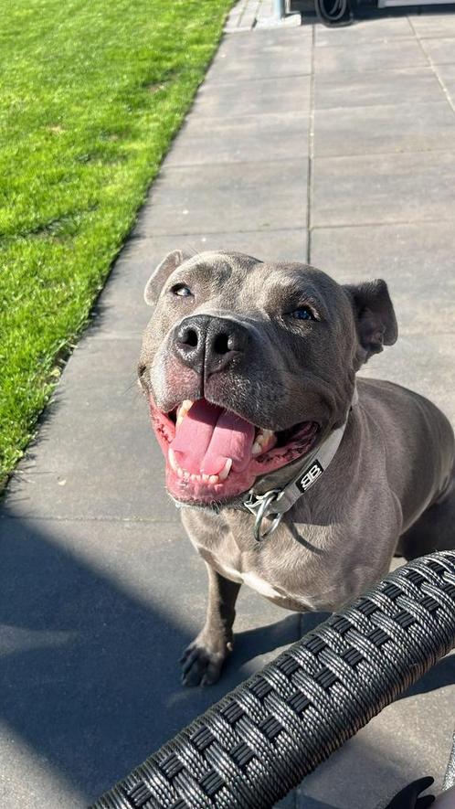 Super lieve Pitbull/ Stafford zoekt een gouden mandje, Dieren en Toebehoren, Honden | Niet-rashonden, Middel, Reu, Particulier