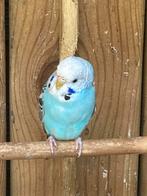 Tam grasparkietje, Dieren en Toebehoren, Vogels | Parkieten en Papegaaien, Vrouwelijk, Parkiet, Geringd