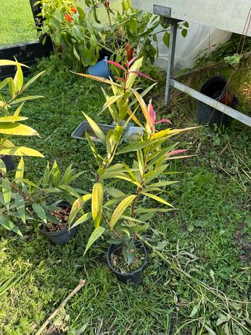 Rose Apple Syzygium jambos beschikbaar voor biedingen