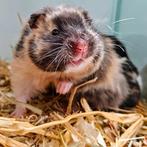 Goudhamsters te koop, Dieren en Toebehoren, Knaagdieren, September, Meerdere dieren, Hamster