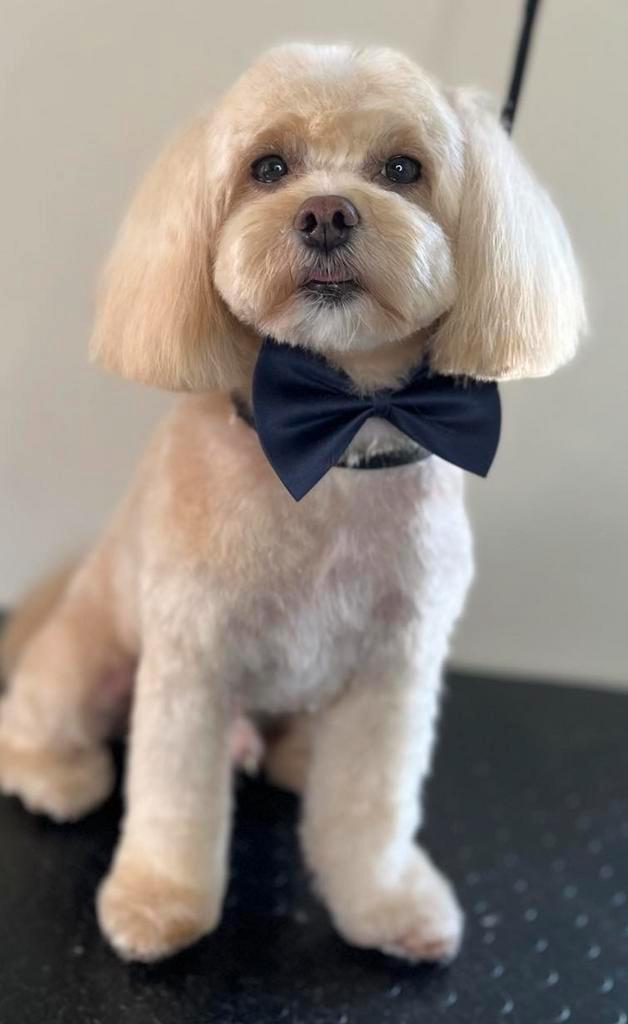 DEKREU MALTIPOO F1 (maltezer plus toypoedel)  NIET TE koop, Dieren en Toebehoren, Honden | Dekreuen, Reu, Particulier, Eén hond