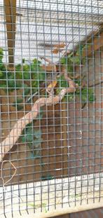 Schamalijster 0 - 1, Vrouwelijk