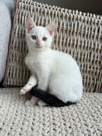 Prachtige kitten te koop. Wit met zwarte staart mag al mee, Dieren en Toebehoren, Katten en Kittens | Overige Katten, Meerdere dieren