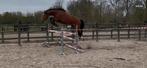 4 jarig ongecompliceerde ruin met (h)eerlijk karakter, Dieren en Toebehoren, Paarden, Springpaard, B, Gechipt, Ruin