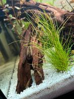 Jonge garnalen 10 st €10, Dieren en Toebehoren, Vissen | Aquariumvissen, Kreeft, Krab of Garnaal