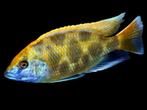 Malawi Cichliden: Nimbochromis venustus, Dieren en Toebehoren, Vissen | Aquariumvissen, Vis, Zoetwatervis
