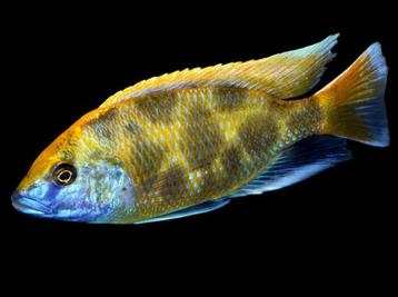 Malawi Cichliden: Nimbochromis venustus beschikbaar voor biedingen