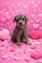 Maltipoo, Dieren en Toebehoren, Rabiës (hondsdolheid), Overige rassen, 8 tot 15 weken, Meerdere