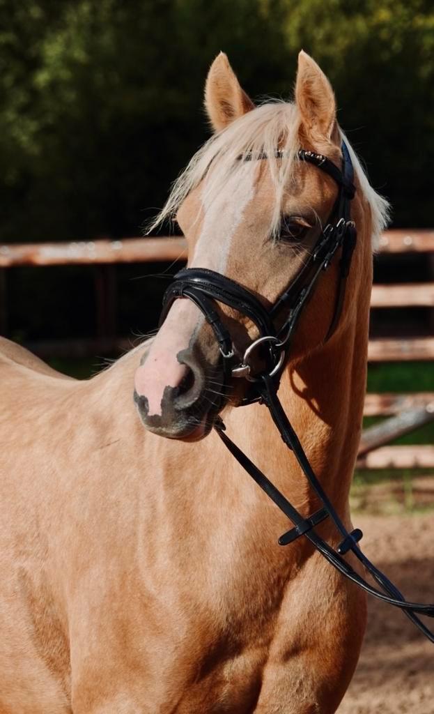 Getalenteerde knappe pony merrie, Dieren en Toebehoren, Paarden, Merrie, B, 3 tot 6 jaar, Dressuurpaard