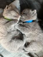 Britse korthaar kittens zoeken gouden mandje, Dieren en Toebehoren, Katten en Kittens | Raskatten | Korthaar, Kater, Gechipt, 0 tot 2 jaar