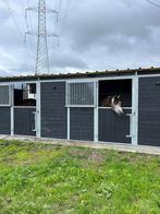 aangeboden, stalling, weidegang, pensionstalling, Weidegang, 4 paarden of pony's of meer