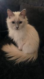 Lieve poes Ivy Ragdoll zoekt een nieuw, warm thuis, Dieren en Toebehoren, Katten en Kittens | Raskatten | Langhaar, Poes