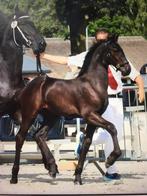 Fries hengstveulen te koop, Dieren en Toebehoren, Paarden, Minder dan 160 cm, Niet van toepassing, Dressuurpaard, 0 tot 2 jaar