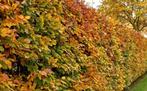 Bladhoudend Beukenhaag - Fagus sylvatica - Groene beukenhaag, Tuin en Terras, Ophalen of Verzenden, Beukenhaag, 100 tot 250 cm