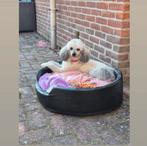 Zeer Lief, Makkelijk, Knap Poedel tje zoekt nieuwe familie, Dieren en Toebehoren, Honden | Chihuahua's en Gezelschapshonden, Poedel