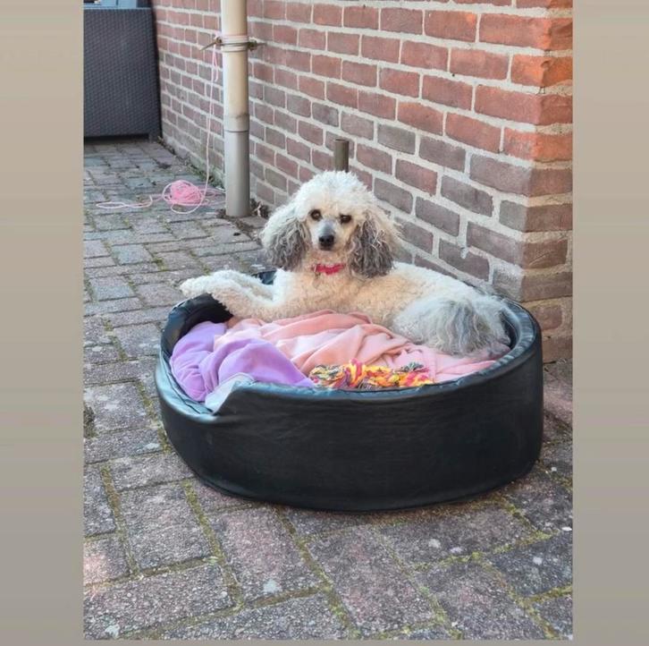 Zeer Lief, Makkelijk, Knap Poedel tje zoekt nieuwe familie, Dieren en Toebehoren, Honden | Chihuahua's en Gezelschapshonden, Teef