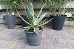 Agave americana 2 stuks, Volle zon, Vaste plant, Bloeit niet, Ophalen