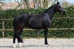 Peppa 5 jarige merrie (for ferrero x polansky), Dieren en Toebehoren, Paarden, Merrie, B, Dressuurpaard, 3 tot 6 jaar