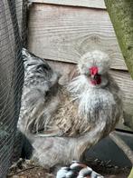 Haantje, 4 maanden oud, zijdehoender kriel, Dieren en Toebehoren, Mannelijk, Kip