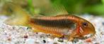 Corydora Red stripe (CW14) - Koidream Valburg, Vis, Zoetwatervis