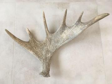 Groot enkel gewei van eland 60 cm beschikbaar voor biedingen