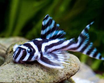 Hypancistrus Zebra L46 (3 vrouwen 2 mannen)  beschikbaar voor biedingen