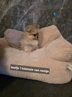 Raszuivere pomeriaan/pomeranian pups, Parvo, Overige rassen, 8 tot 15 weken, Meerdere