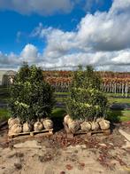 meerstammige bomen en leibomen op voorraad, Overige soorten, Lente, 100 tot 250 cm, Ophalen