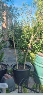 Olijfboom, Bloeit niet, 100 tot 250 cm, Olijfboom, Ophalen