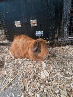 Gezocht een goude mandje, Dieren en Toebehoren, Mannelijk, Tam, Maart, Cavia