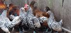 Tekoop sebright zilver, Dieren en Toebehoren, Pluimvee, Meerdere dieren, Kip