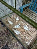 Vijf Tortelduiven  en, Ophalen, Hout, Volière