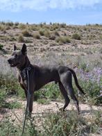 Thai ridgeback stamboom ter adoptie, Dieren en Toebehoren, Particulier, Rabiës (hondsdolheid), Buitenland, Eén hond