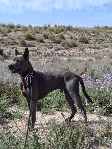 Thai ridgeback stamboom ter adoptie beschikbaar voor biedingen