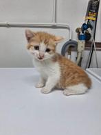 Nog 1 poesje beschikbaar! Mag direct met u mee, Dieren en Toebehoren, Katten en Kittens | Overige Katten, Meerdere dieren, Kortharig