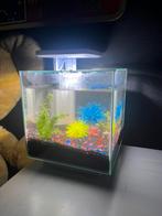 Aquarium met vissen en garnaal, Dieren en Toebehoren, Vissen | Aquaria en Toebehoren, Ophalen, Zo goed als nieuw, Gevuld zoetwateraquarium