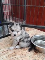 2 prachtige merle pomsky pups !, Dieren en Toebehoren, CDV (hondenziekte), 8 tot 15 weken, Meerdere, Nederland