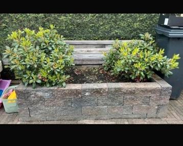 2 x schitterende rhodondendron struiken rood/roze

 beschikbaar voor biedingen
